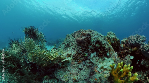 Underwater sea fish. Tropical fishes and coral reef underwater. Philippines.