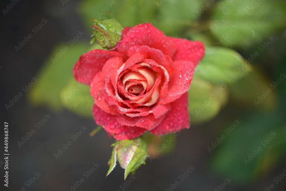 red rose with water drops
