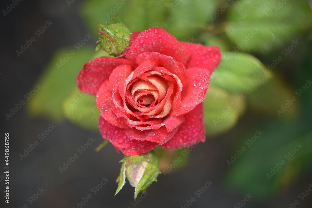 red rose with drops