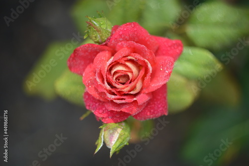 Obraz na płótnie red rose with water drops w salonie