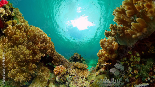 Tropical fishes and coral reef  underwater footage. Seascape under water. Philippines.