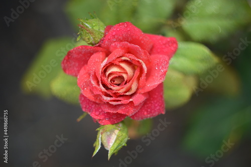 Obraz na płótnie red rose with drops w salonie