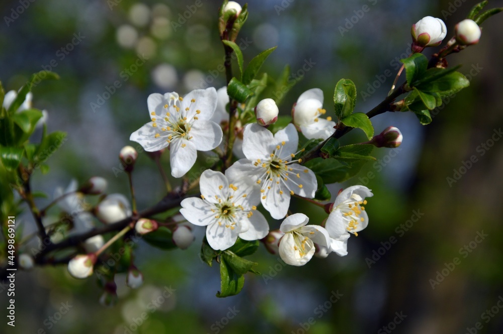 spring, tree, flower spring, tree, flower