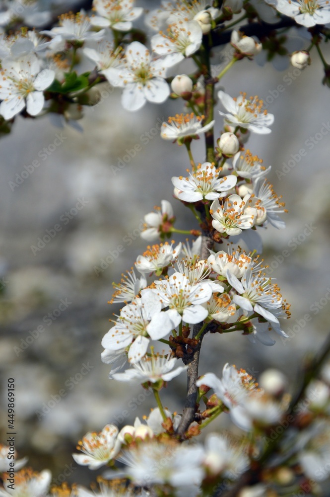 spring, tree, flower spring, tree, flower