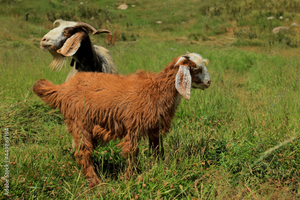 Fototapeta premium Two goats in Hindu-Kush Mountains Baghlan, Afghanistan
