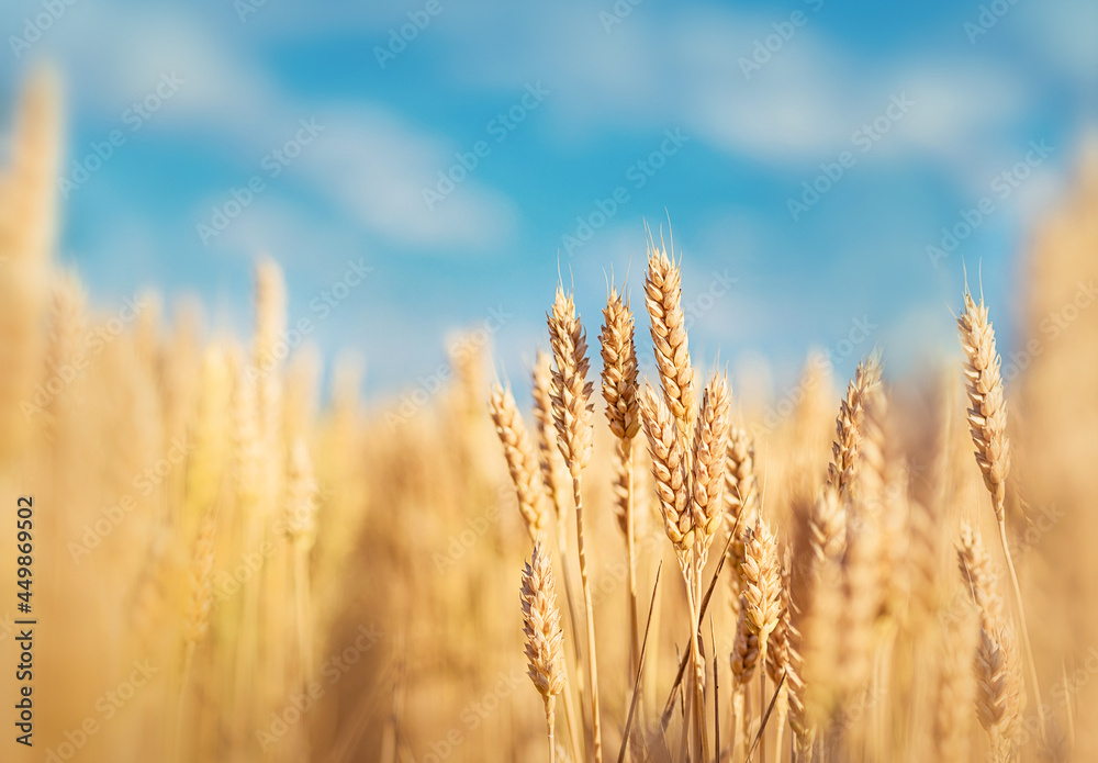 Cereals in the field against the sky Cereals in the field against the sky
