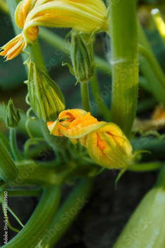 
Zucchini plant, young zucchini fruits with beautiful orange flowers in the shade of leaves, fresh healthy vegetables from the vegetable garden