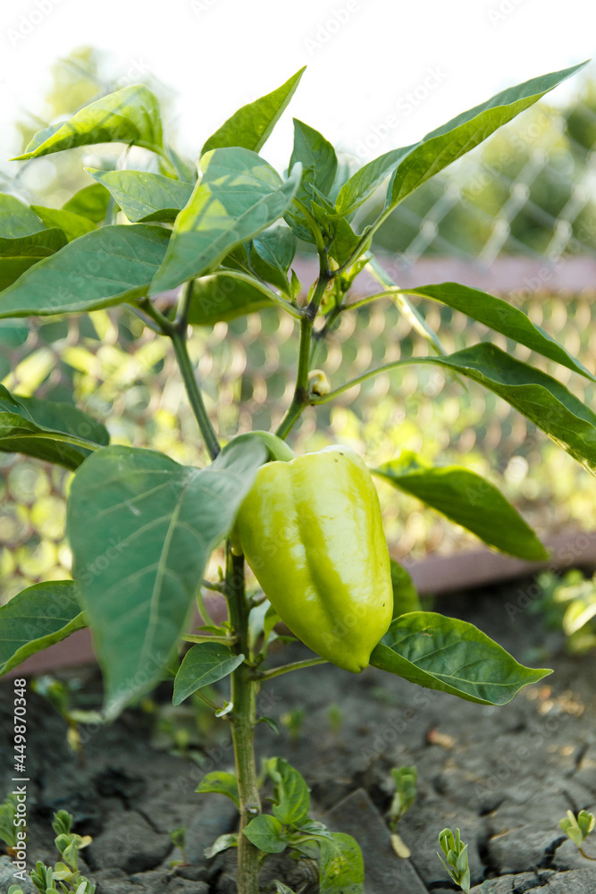 Paprika bush in the vegetable garden
Paprika bush in the vegetable garden