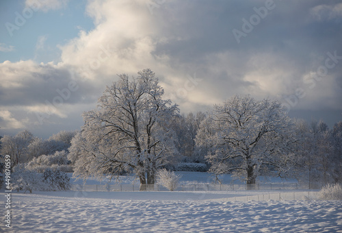 Winter landscape with snowy trees in fog on field © Zelma
