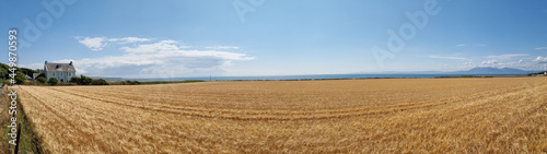 Wheat Field