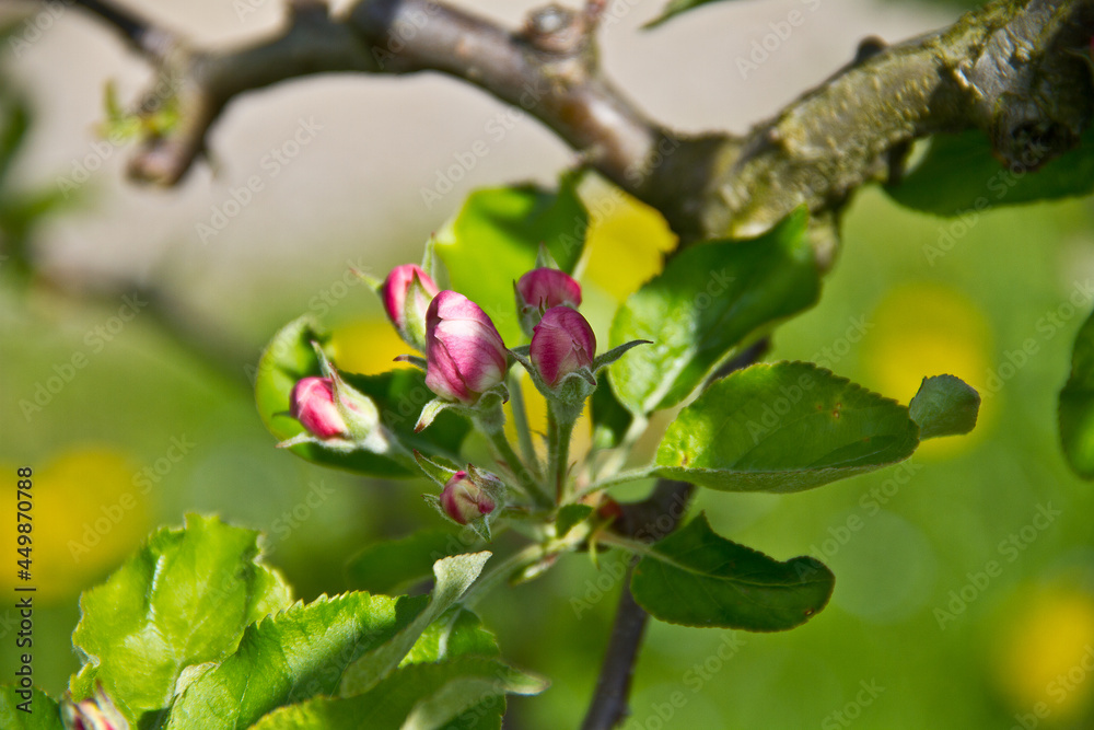 apfelblüte