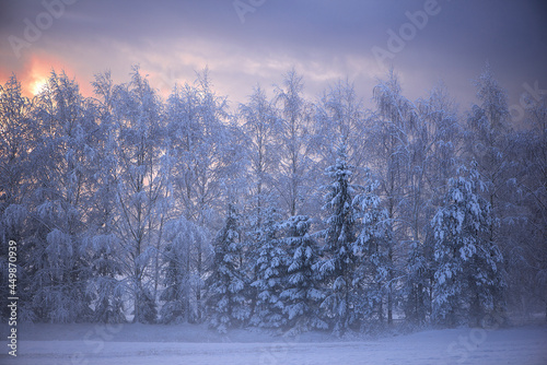 Winter landscape with snowy trees in fog on field
