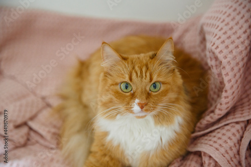 Beautiful fluffy ginger cat with white spot and green eyes