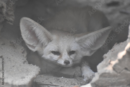 A close up shot of adorable Fennec fox just woken up from sleeping. Its distinctive large ears serve to dissipate heat.