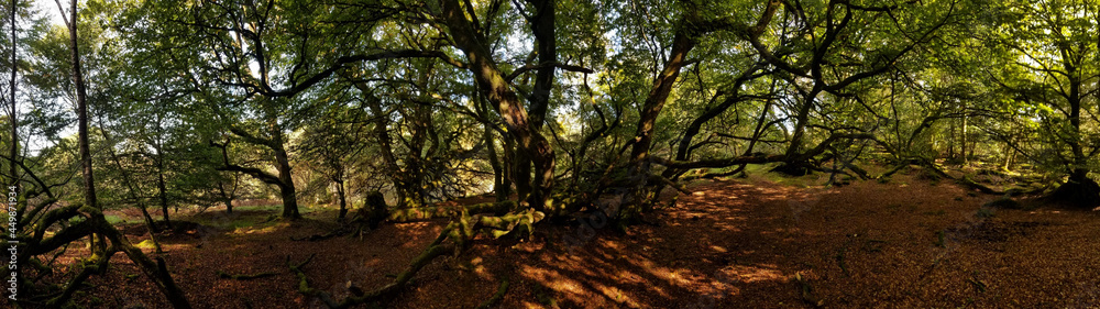 Dunollie Woods