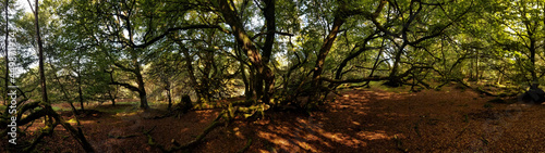 Dunollie Woods