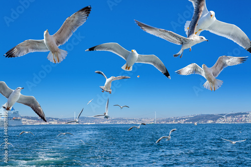 Fototapeta Naklejka Na Ścianę i Meble -  Seagulls flying behind the ferry, Istanbul