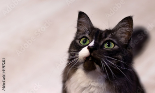 A playful black cat with green eyes, with a white chest and mustache on a light background. Pet Day, World Cat Day. A place to copy.