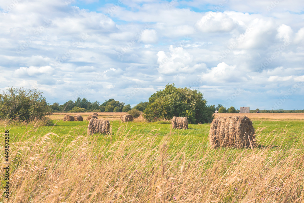 Bright yellow and golden haystacks on an agricultural field on a sunny ...