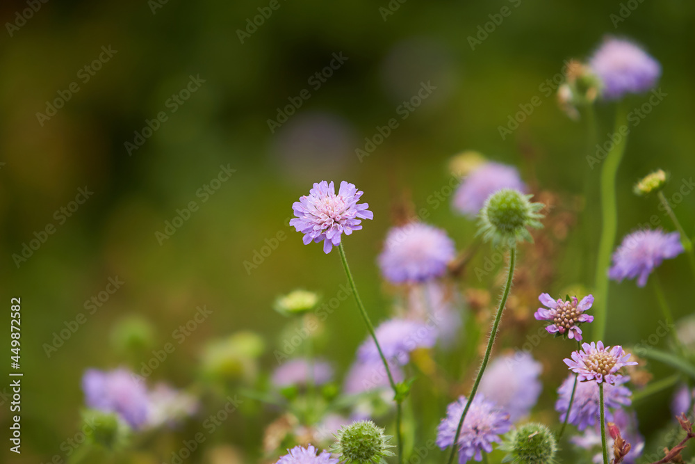 Multiple Small Bright Pink Thrift armeria Flowers Growing in the Green Grass on the Cliffs of the Irish Seaside in Ireland. Multiple Small Bright Pink Thrift armeria Flowers Growing in the Green Grass on the Cliffs of the Irish Seaside in Ireland.