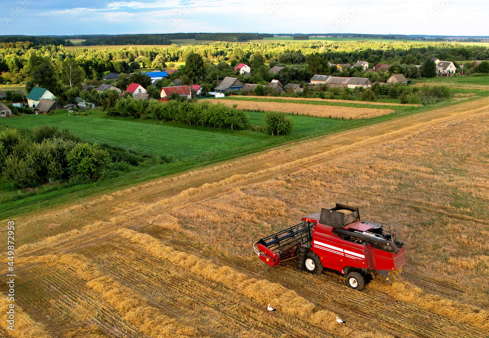 Obraz premium Combine harvester working in wheat field. Harvesting machine during cutting crop in a farmland. Combines during grain harvesting. Flour and bread production. Grain market in the world.