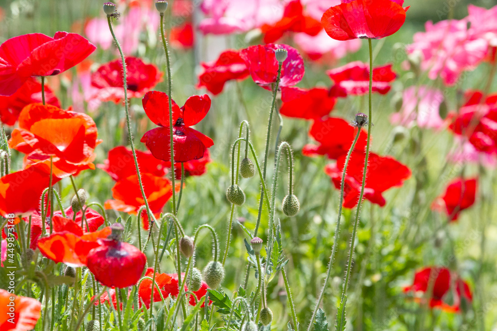 Obraz premium けし ポピー