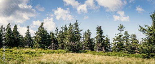 Panoramic view at forest with spruce trees in natural parkland Jeseniky mountains, Czech Republic. Beauty in nature and blue sky with clouds