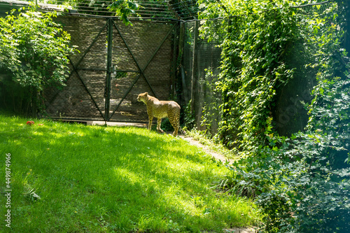 Snapshot from the The Aktiengesellschaft Cologne Zoological Garden in Cologne cheetah against cage