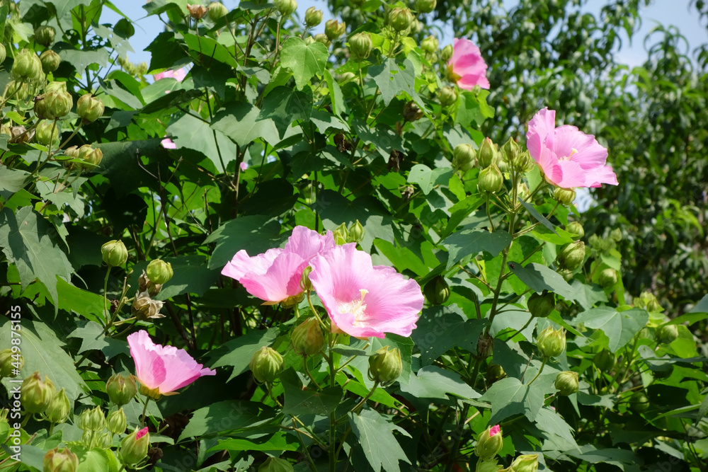 真夏の太陽光の炎天下、咲き乱れるピンク色のフヨウの花々