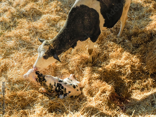 Fotótapéta Closeup shot of a newborn holstein calf being taken care of by its mother in a b