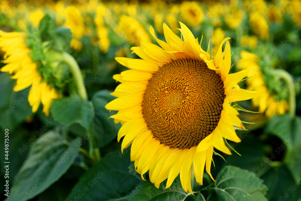 Fototapeta premium Sunflowers in field. Harvesting Sunflower Seeds in agriculture. Huge yellow flowers on summer sun is harvesting sunflower seeds in autumn harvest season. Gardening and farming concept