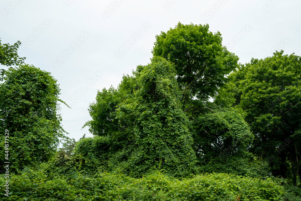 Animal-like-looking tree bushes on white sky background.  The andromorphic shape of forest with vines and bushes.