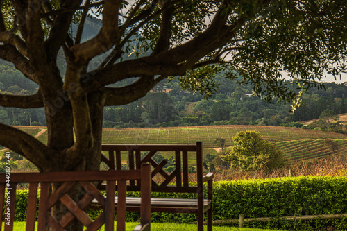 wooden bench under a tree overlooking a beautiful rolling hills wine farm in Constantia South Africa