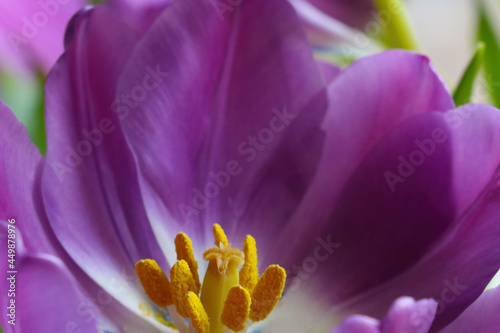 Close-up on a blooming purple tulip in spring. Congratulations on the holiday, mother's day.