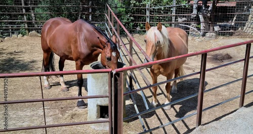 Two Beautiful Brown Horses Standing In The Enclosure At The Horse Farm. Close Up View - DCi 4K Video

