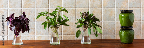 Unusual basil leaves plants in glass jars and green pesto sauce in the kitchen.