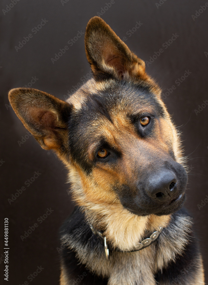 German shepherd in studio on black background