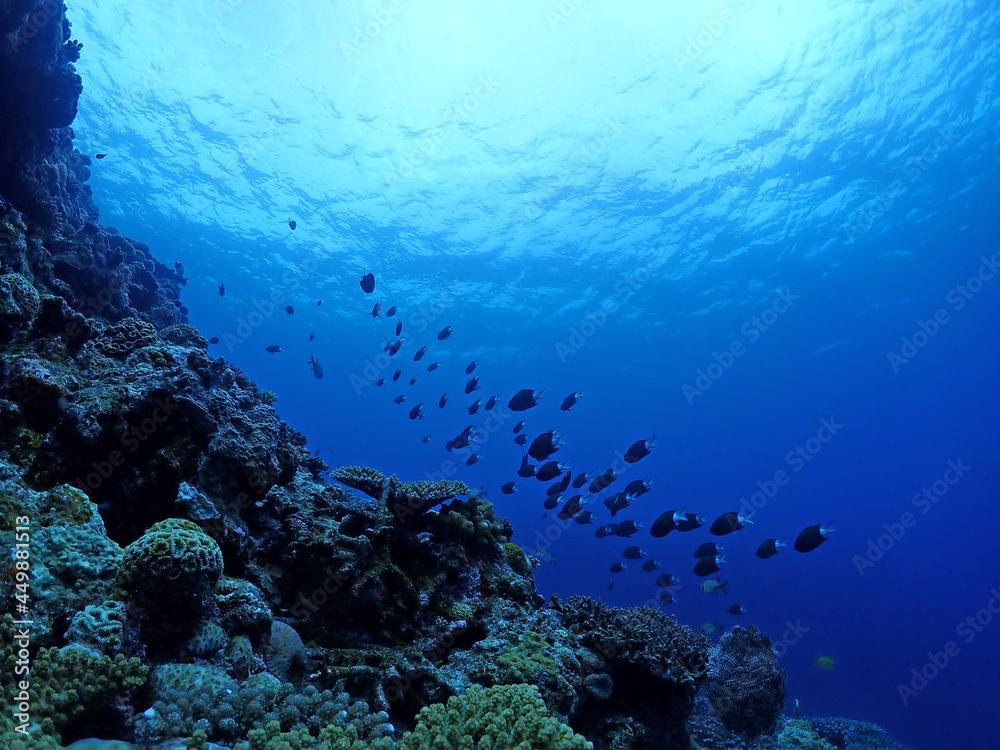 恩納村海底のサンゴ（沖縄）