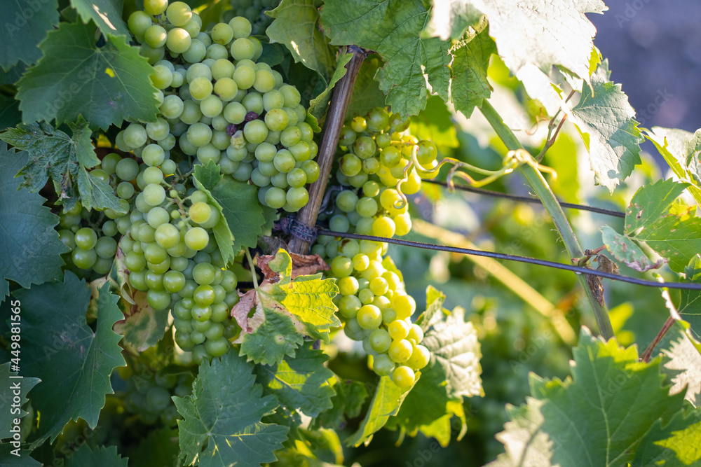 Fototapeta premium Bunches of grapes, leaves and branches at sunset on a grape field in Crimea