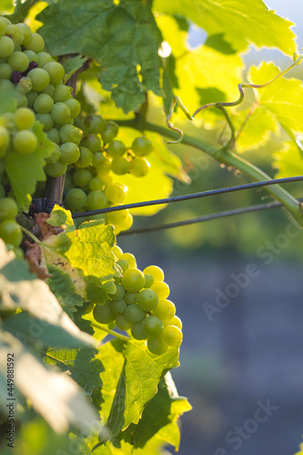 Bunches of grapes, leaves and branches at sunset on a grape field in Crimea