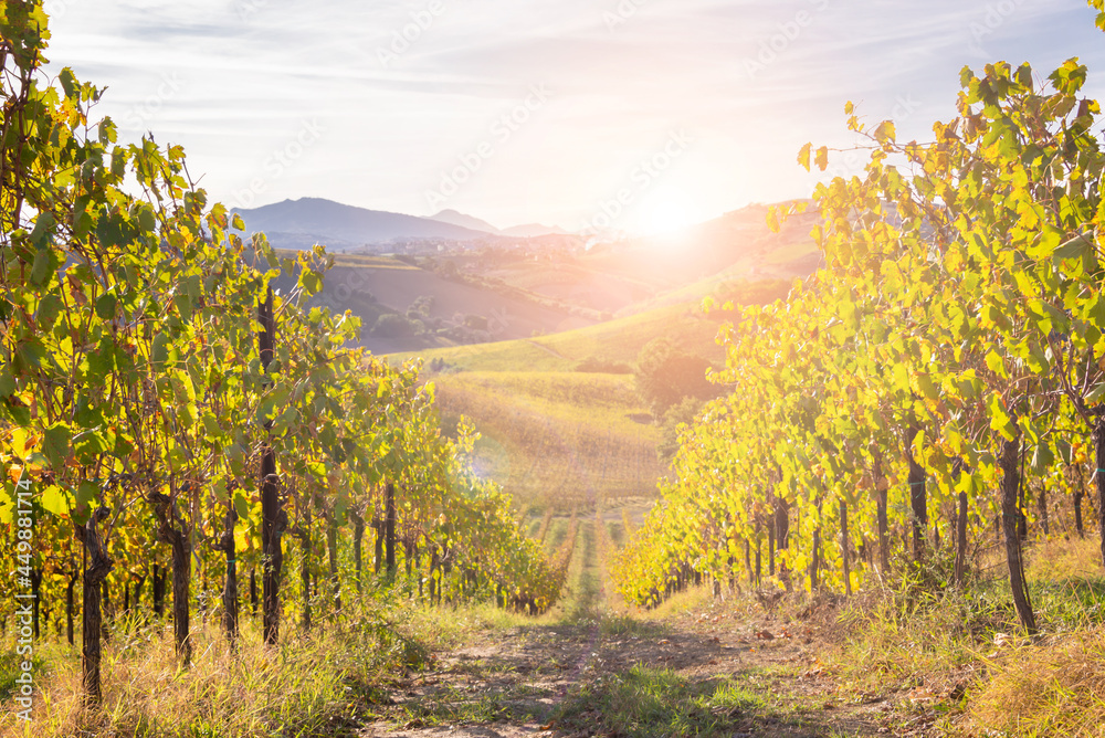 Naklejka premium Vineyards and winery among hills, countryside landscape