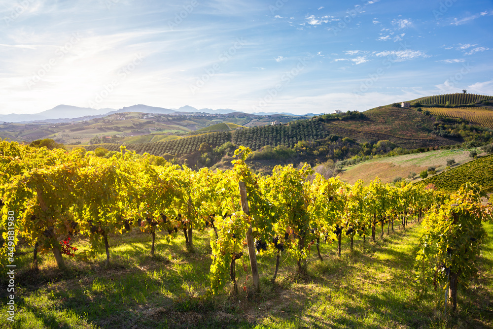 Naklejka premium Vineyards and winery among hills, countryside landscape