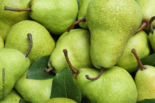 Cuadro en lienzo Many fresh ripe pears with water drops as background, closeup