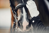 A close-up of the horse's nose and the rider's gloved hand. Dressage horse.