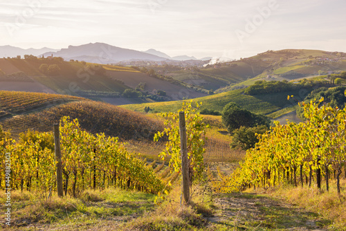 Vineyards and winery among hills  countryside landscape