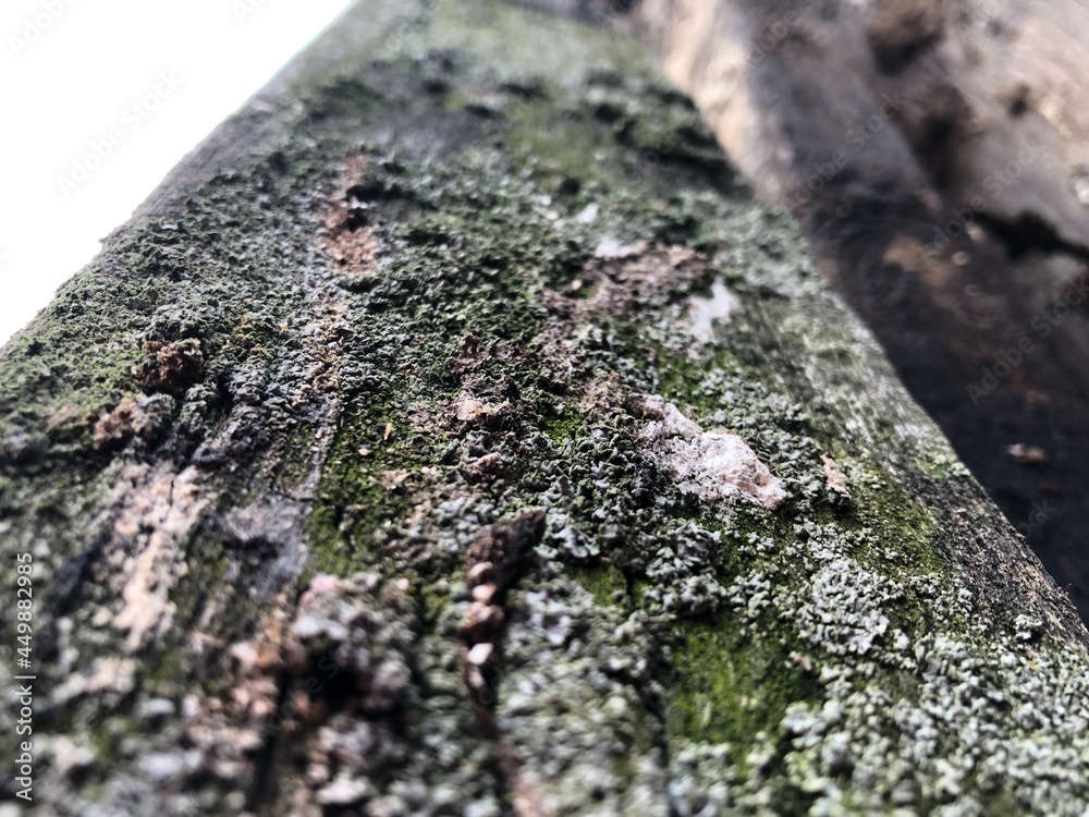 lichen on tree bark lichen on tree bark