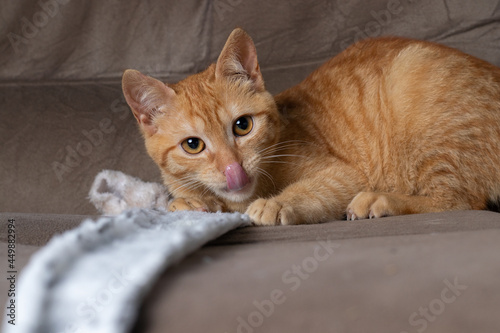 Ginger cat licks nose on couch in living room at home. Pet having funcat 