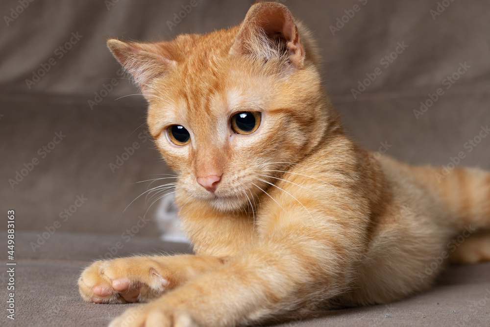 Ginger cat playing on couch in living room at home. Pet having fun Ginger cat playing on couch in living room at home. Pet having fun