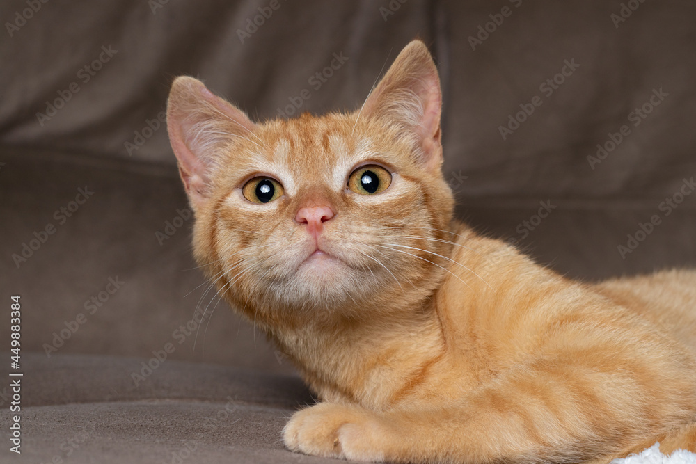 Ginger cat playing on couch in living room at home. Pet having fun