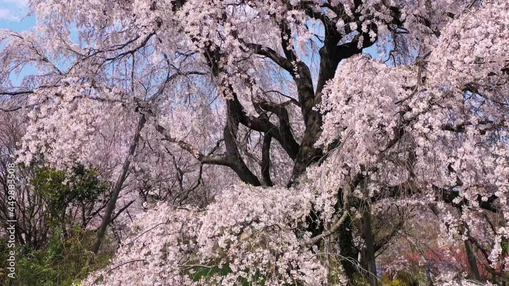 桜 福島県 桜 福島県